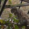 Fugitive NJ Bobcat Found, Possible He Knows How To Open Doors